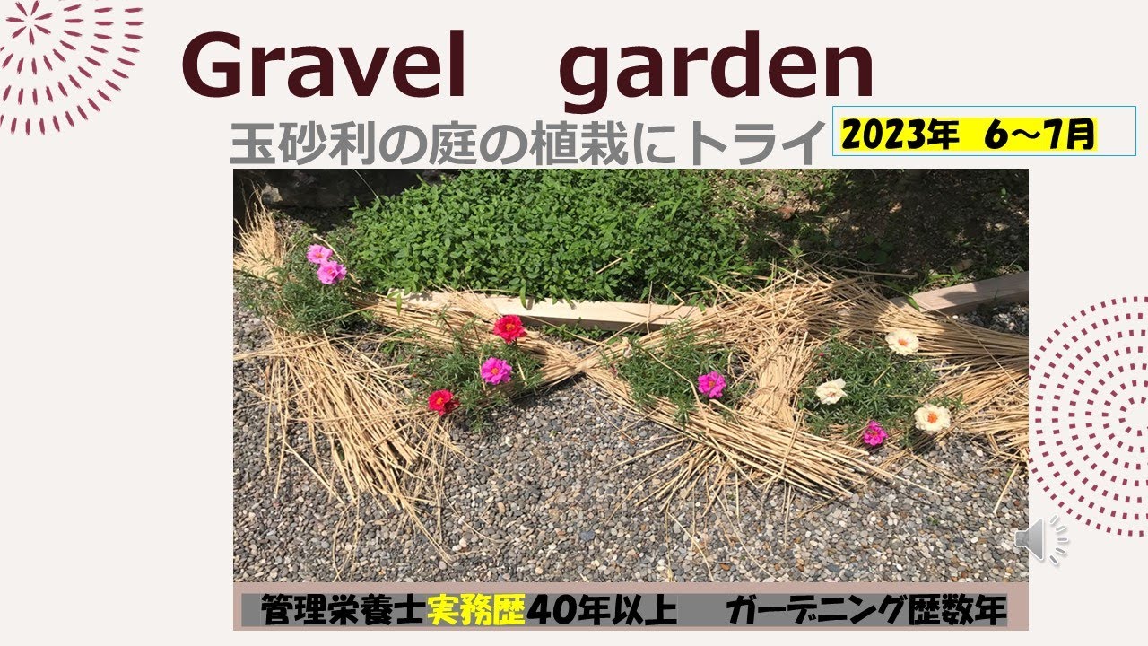 エコポットを使ったグラベルガーデンの植栽　松葉ボタン　むくげ・エキナセアの開花状況