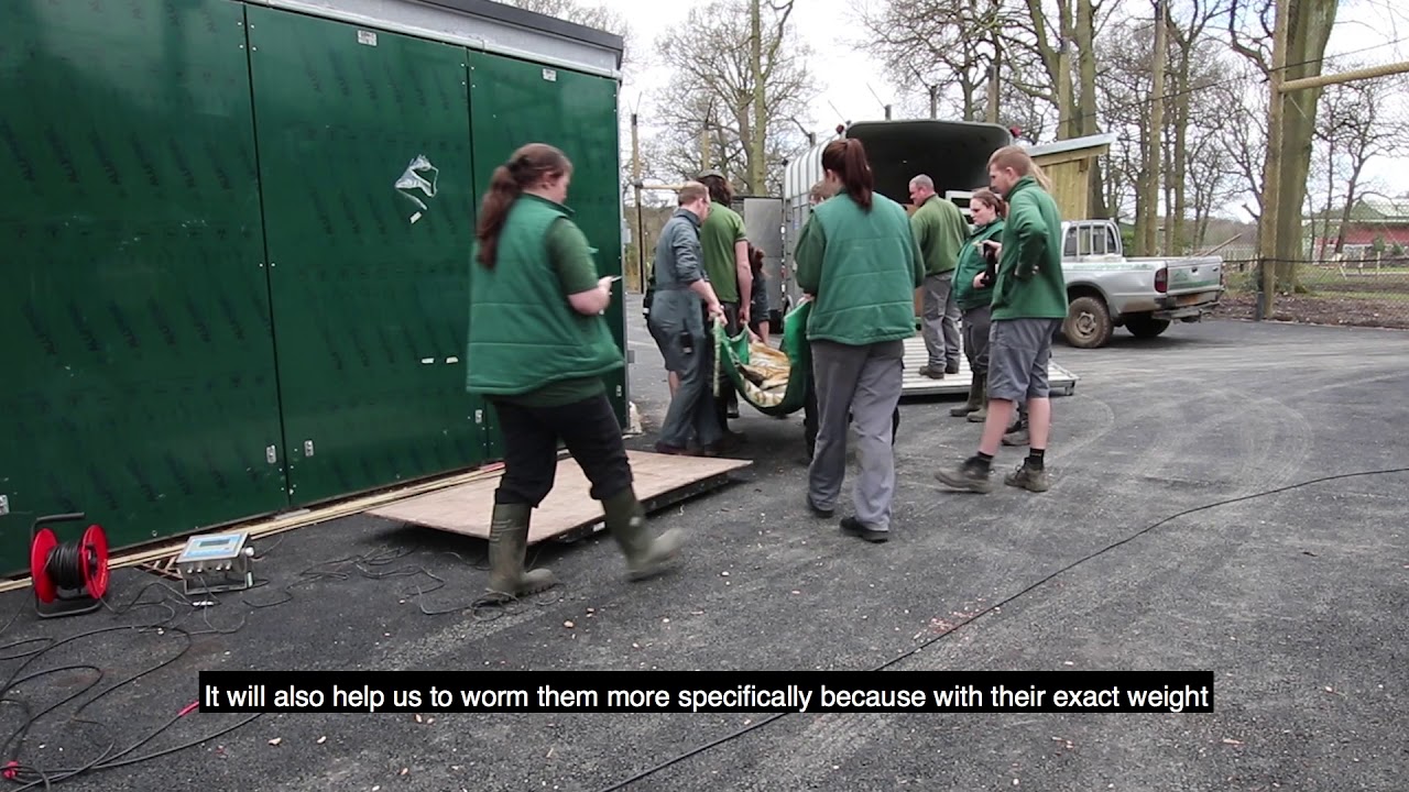 Exclusive behind the scenes look at our Tiger Move