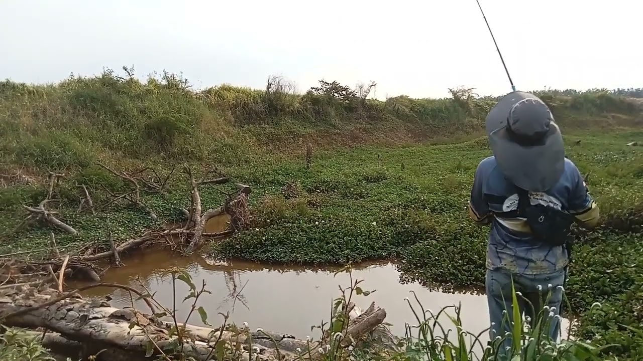 𝗠𝗮𝗻𝗰𝗶𝗻𝗴 𝗶𝗸𝗮𝗻 𝗽𝘂𝘁𝗮𝗸