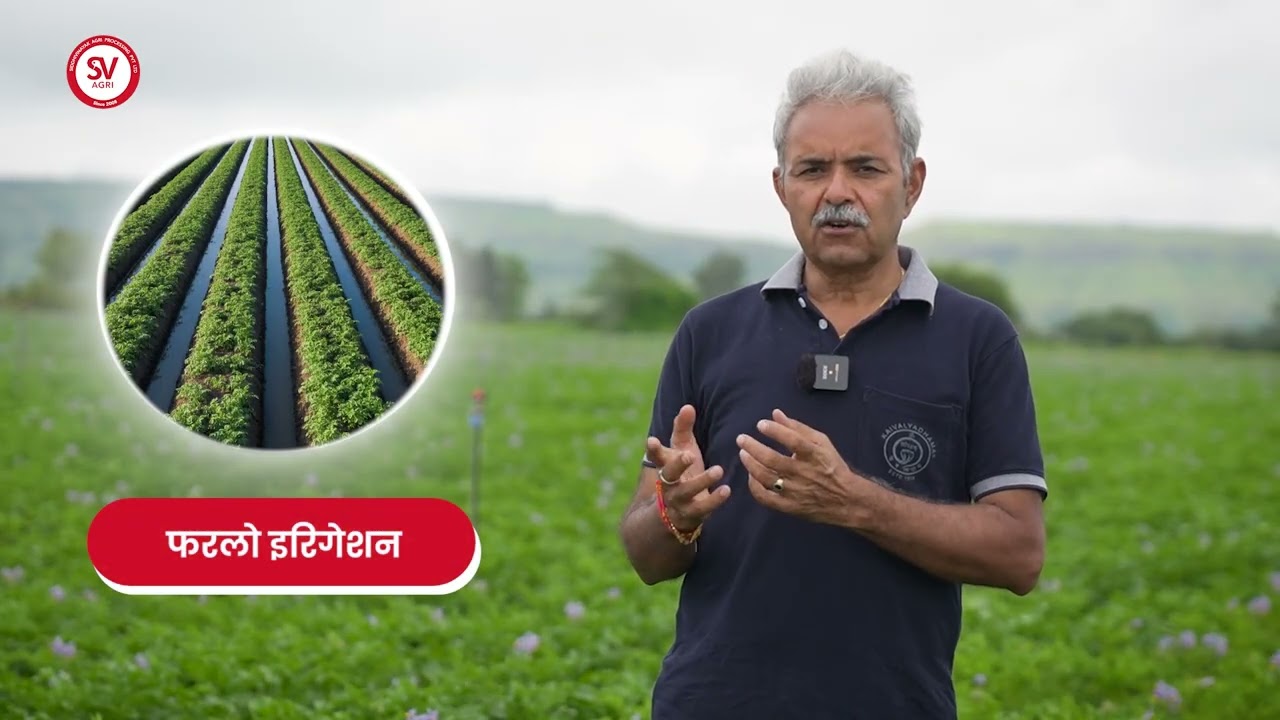 आलू की खेती में सही सिंचाई तरीका / Irrigation Methods | Potato PoP Series – Episode -  7