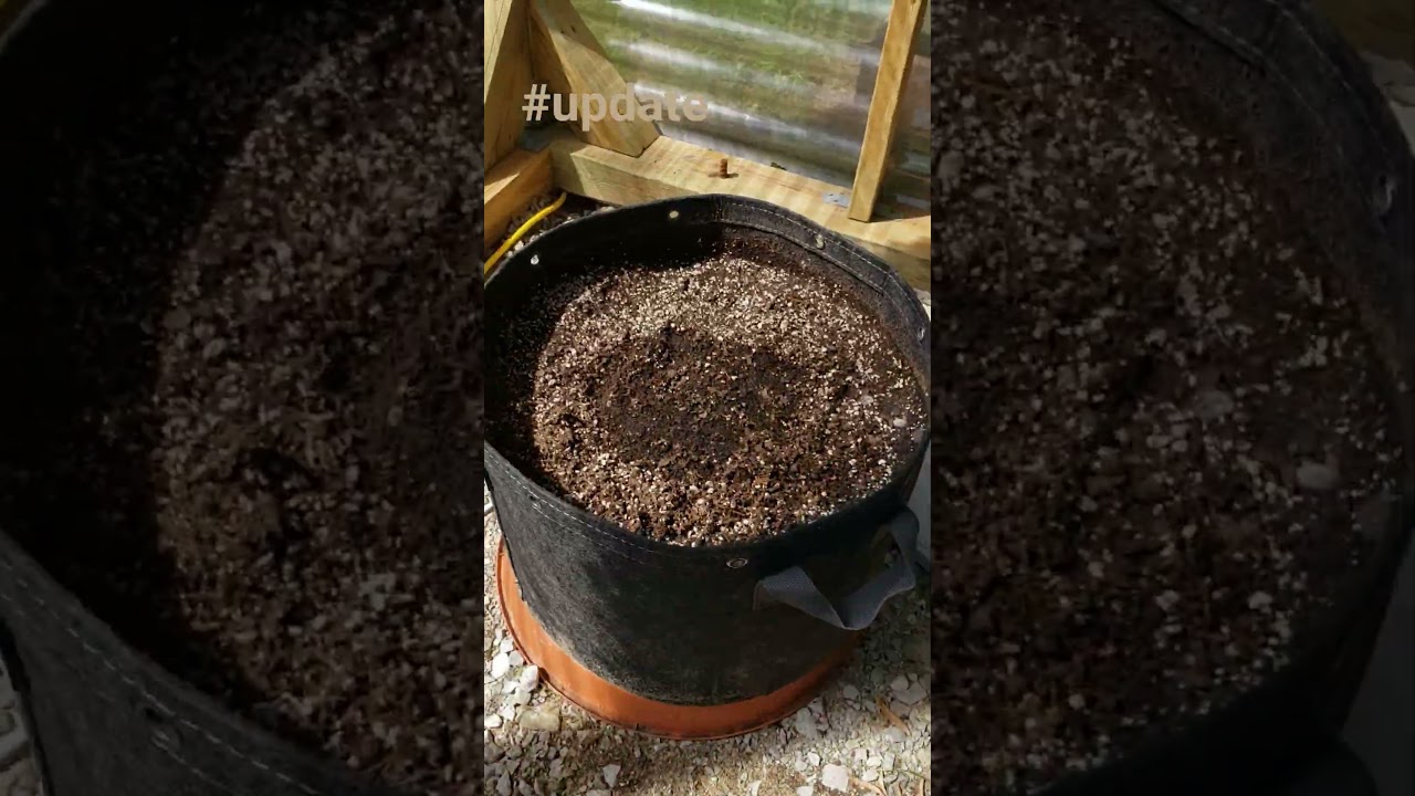 Greenhouse update.. #foxfarm #happyfrog #oceanforest #auto #justenoughtime #ethosgenetics