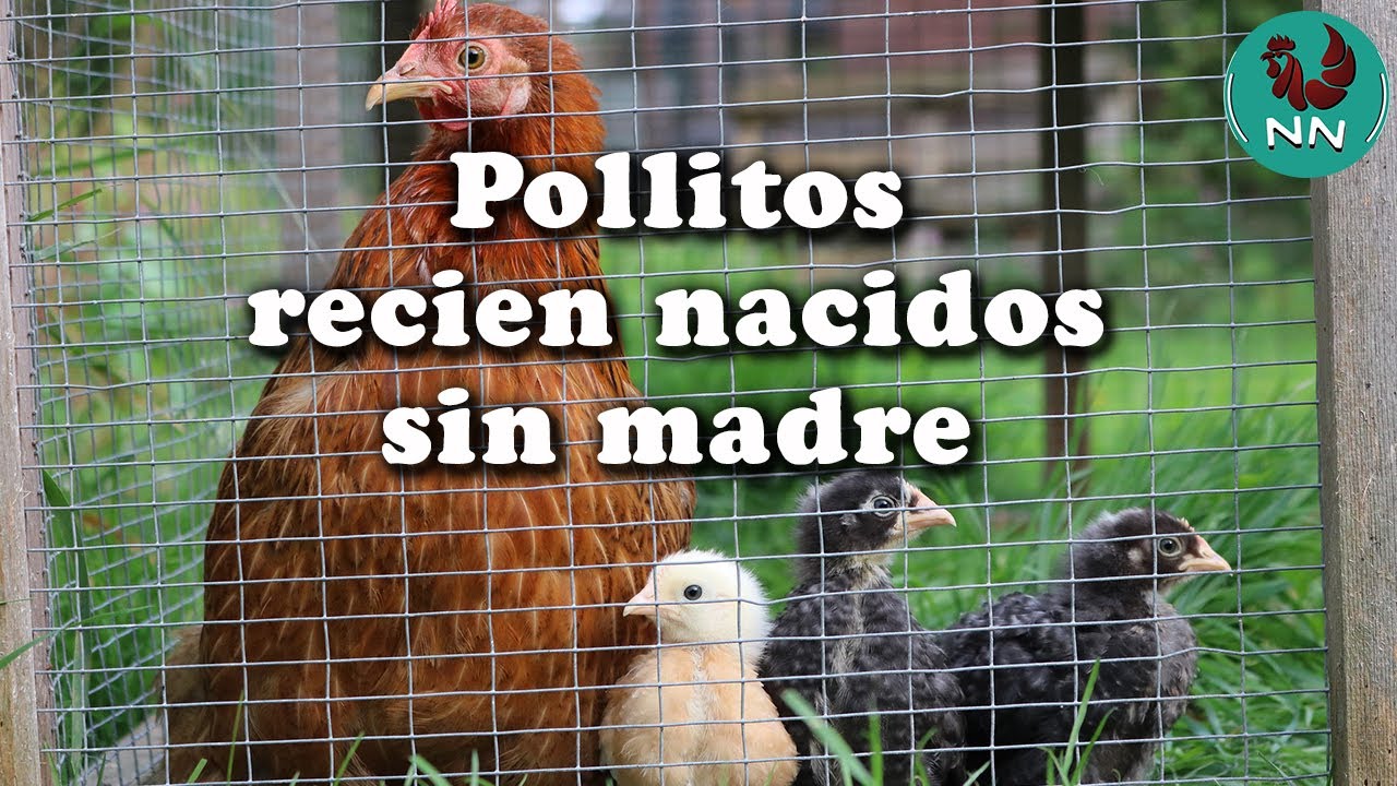 ¿Porque quitarle los pollitos recién nacidos a las gallinas?
