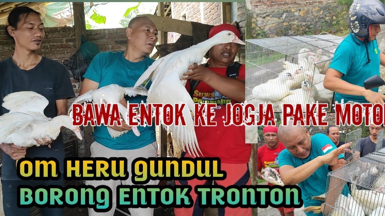MANTAP om Heru gundul borong entok jumbo bawa motor dari Jogja ke Banjarnegara 