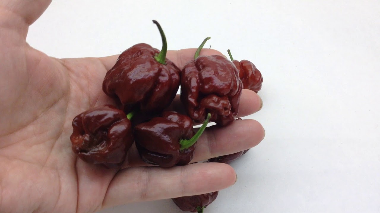7 Pot Douglah