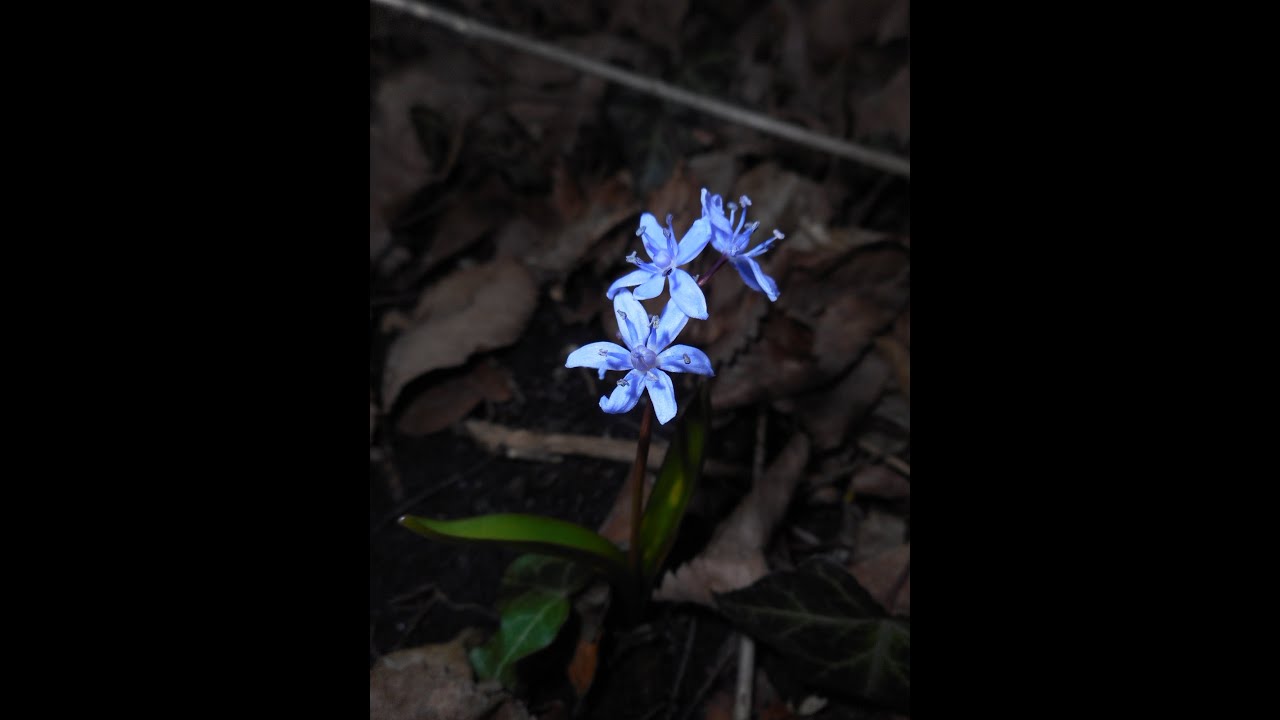 Scilla bifolia, the alpine squill or two-leaf squill