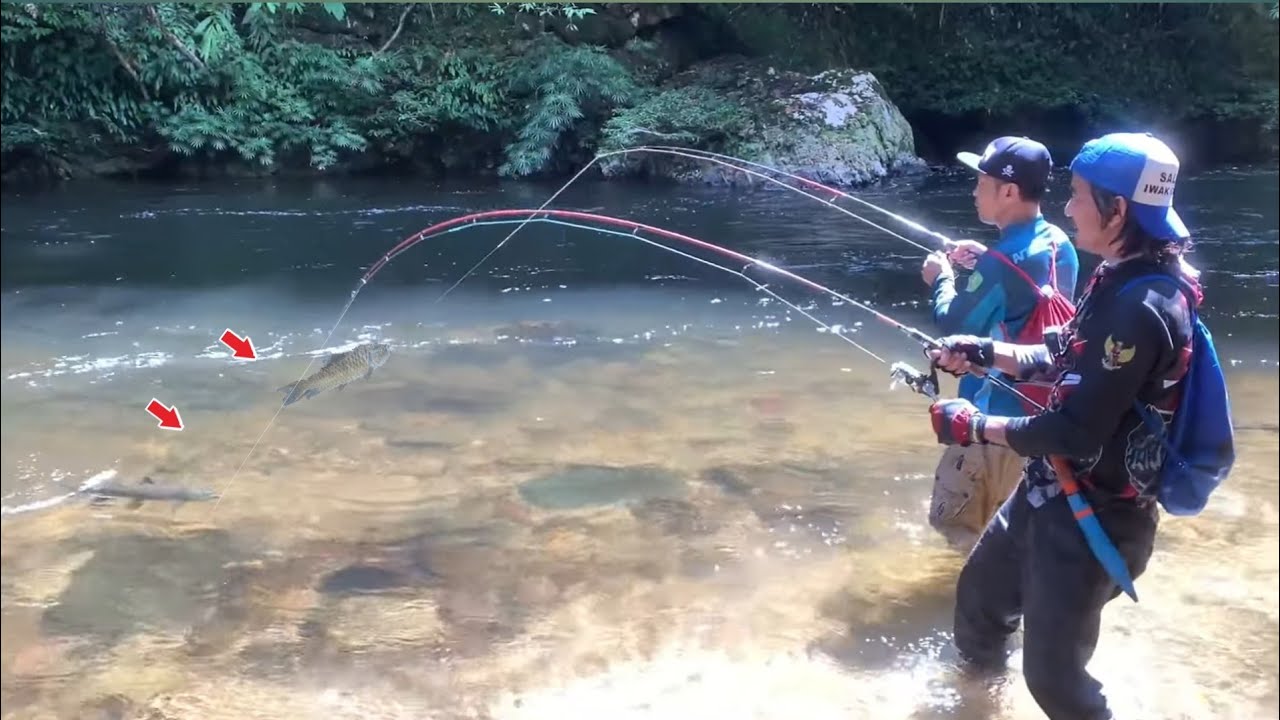 Umpan ku di sambar ikan mahseer Segede bayi di depan mata