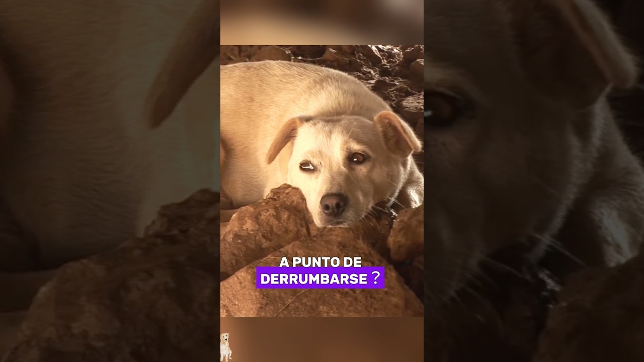 Little dog refuses to leave the ruined house&hellip; #animals #Friendship #Us#dog