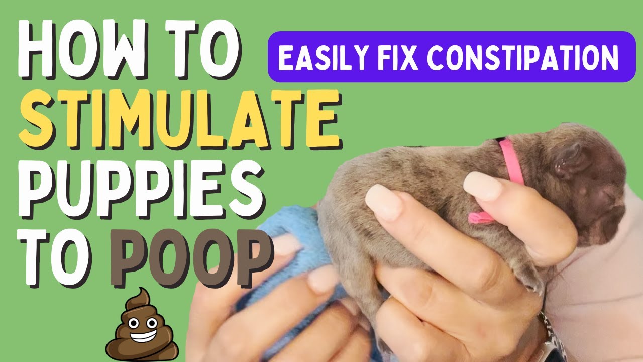 How to Stimulate Puppies To Poop & Fix Constipation