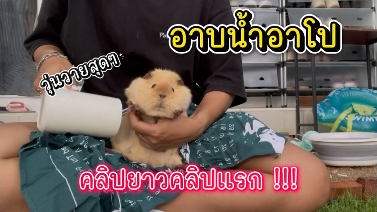 อาบน้ำหนูแกสบี้ | อาบน้ำอาโป