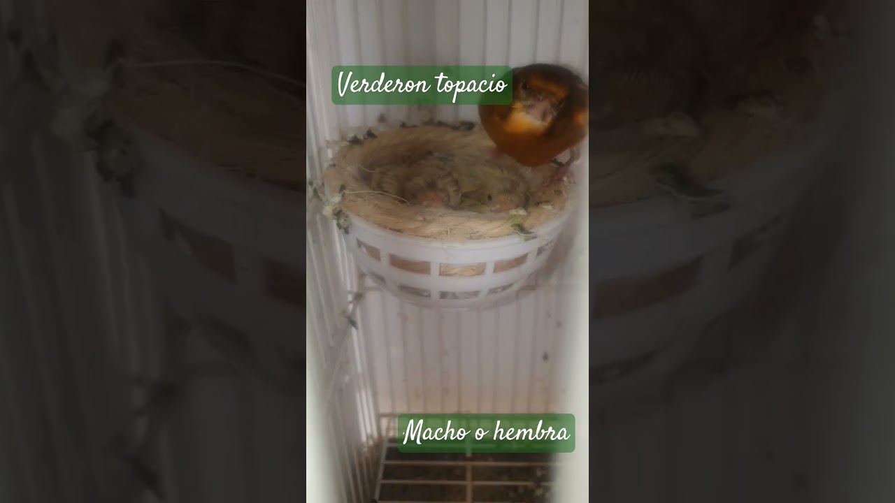 verderon topacio!! 13 días