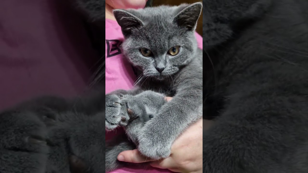 Blue kot brytyjski #cat #animals #funny #fun#love #life #kitten 