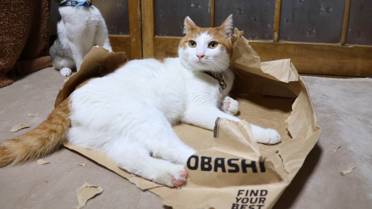 ＹＯＤＯＢＡＳＨＩ紙袋を破壊する猫たち　230201