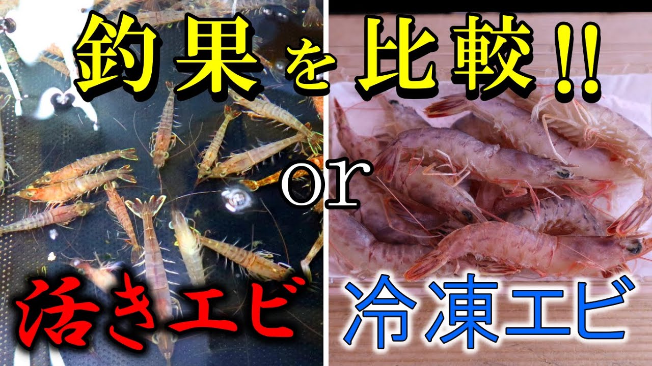 どっちが釣れる？活きエビと冷凍エビの釣果を比較。【一つテンヤ】