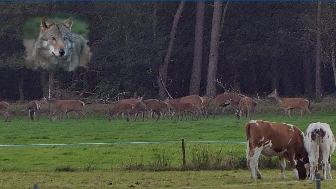 Wild spotten Veluwe  Herfst 2024