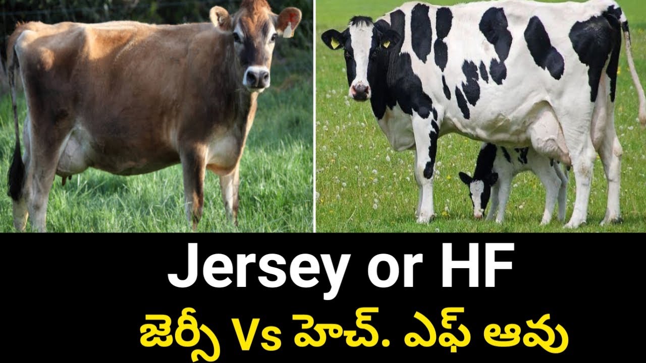 HF or Jersey Cow which is Best for Successful and Profitable Dairy Telugu | హెచ్ఎఫ్ VS జెర్సీ ఆవు