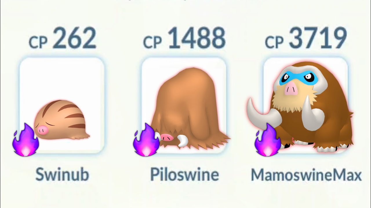Level 50 Shadow Mamoswine Family is TOO OP in Pokemon Go.