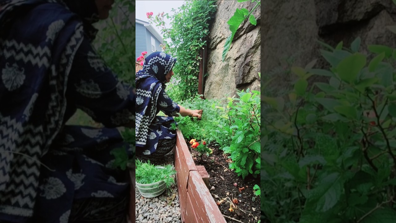 Fall Urban Gardening in Canada 🍂 | Fresh Chana Saag Harvest #shorts #harvesting #canada #garden