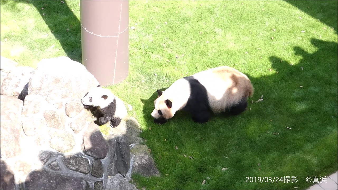 赤ちゃんパンダ「彩浜」と良浜ママ🐼♡お外で遊ぶ親子パンダ