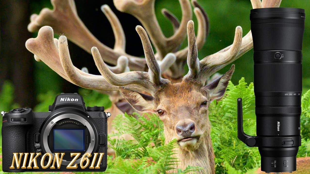 Nikon Z6II + Nikkor 180-600mm | Najlepszy zestaw do fotografii przyrodniczej? #wildlifephotography