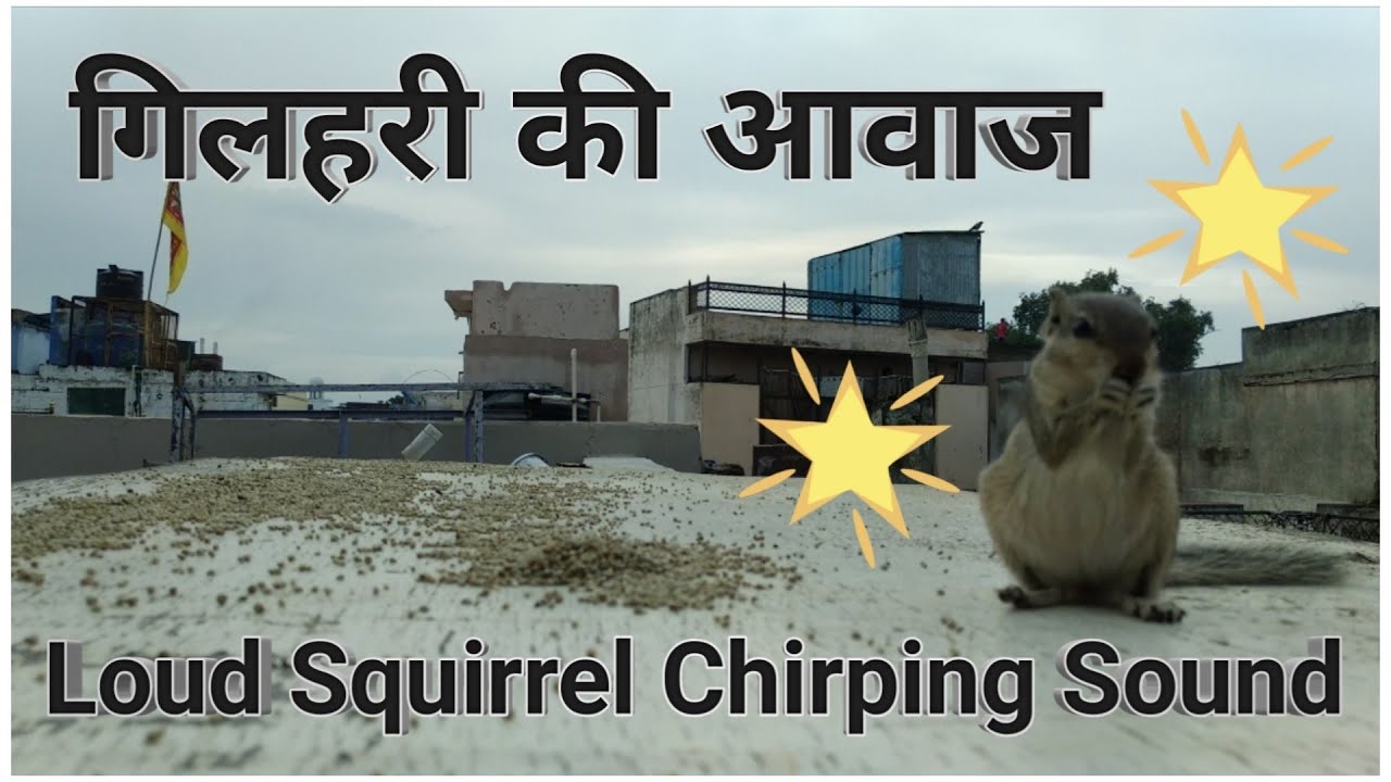 squirrel sound, गिलहरी की आवाज #youtubeshorts #shorts #subscribe #ytshorts #pigeonskota