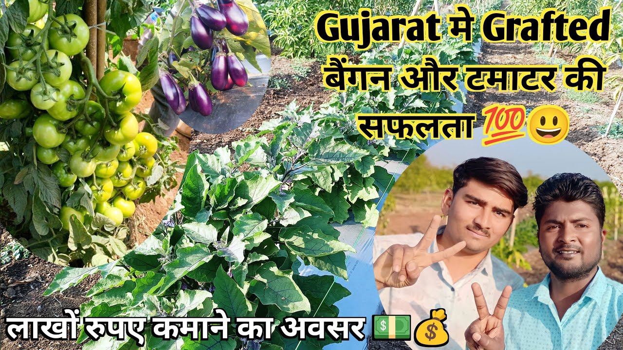Gujarat मे Grafted बैंगन और टमाटर की सफलता 💯😃 Grafted plant success in Gujarat.
