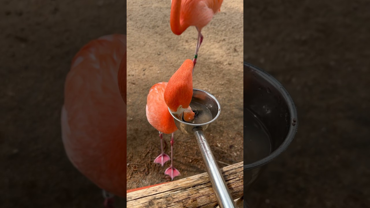 Snack time with Cher the flamingo! 🦩😋 #animals #birds #shorts