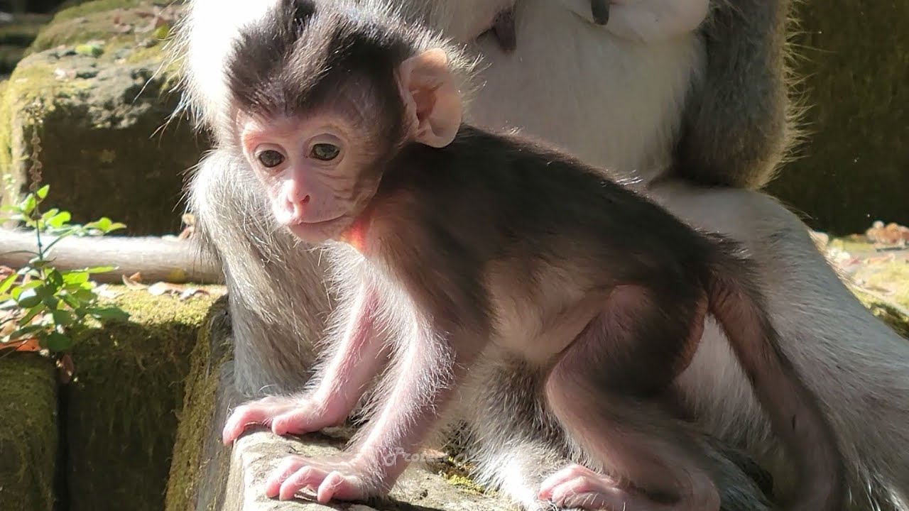 Really tiny cutie babies monkey life with great mom care well.