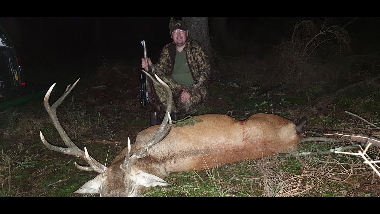 Sudecka Ostoja 40/2020. Rykowisko cz3. Polowanie na jelenie. Hunting Red Stag in Poland