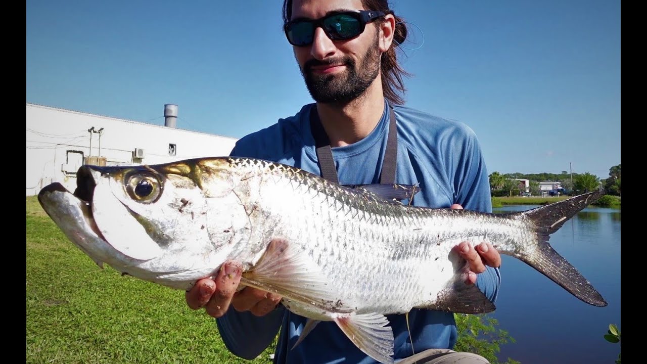 Naples Florida Brackish Water Tarpon Fishing