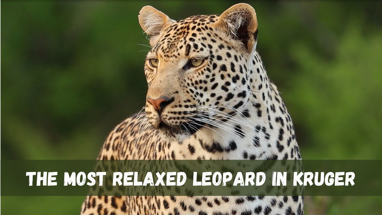 Is the Xinyata Male the most relaxed leopard in the Kruger National Park? - Awesome Sighting no.12