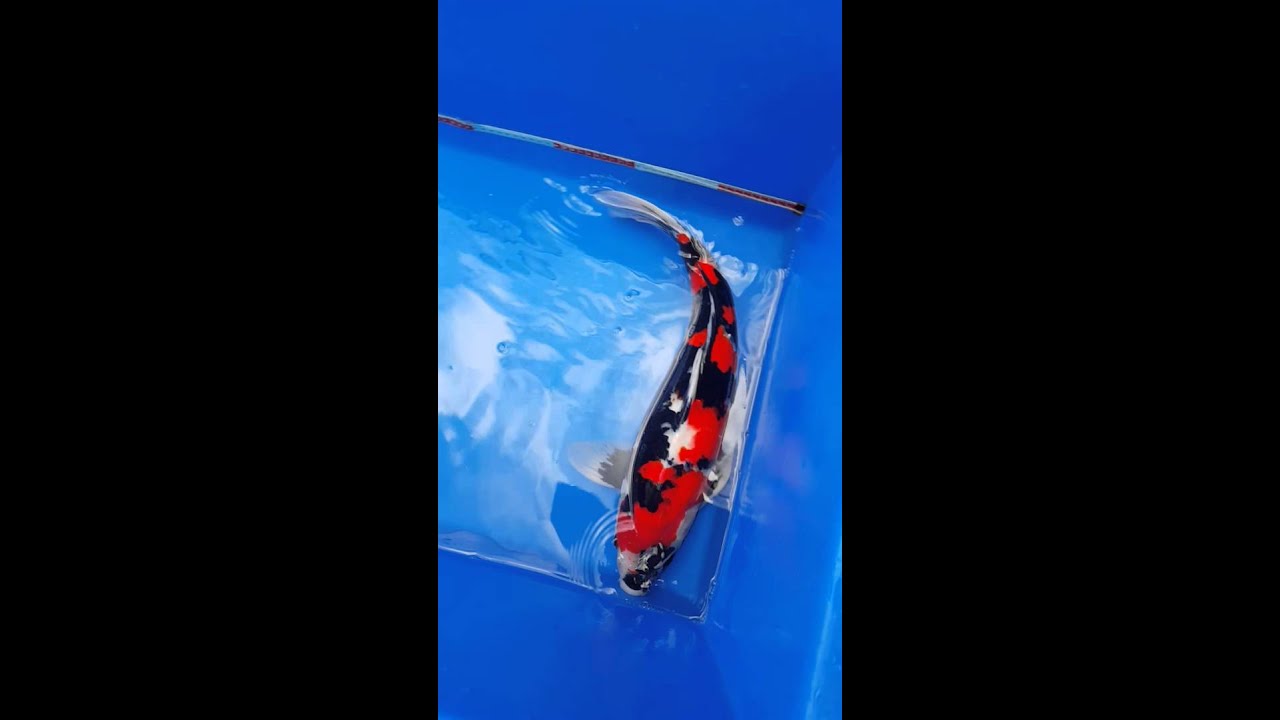 昭和，54cm , 公魚
