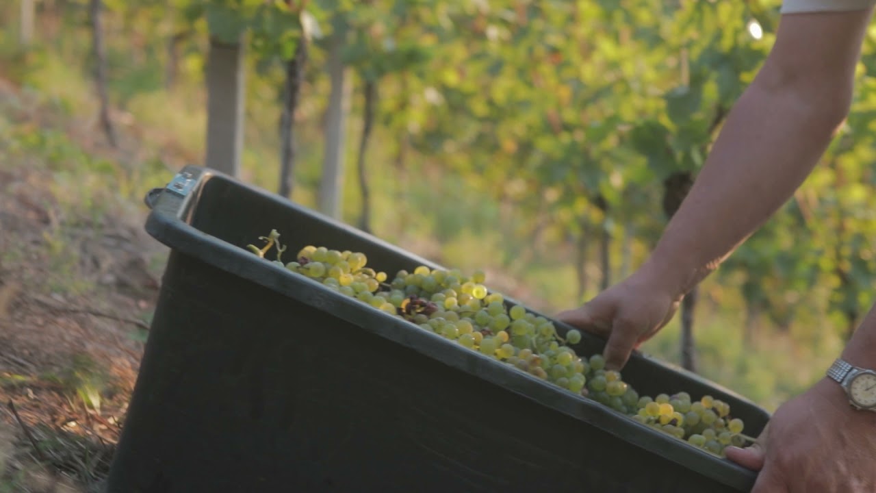 Weingut Andreas Laible - Imagefilm - Das Weingut