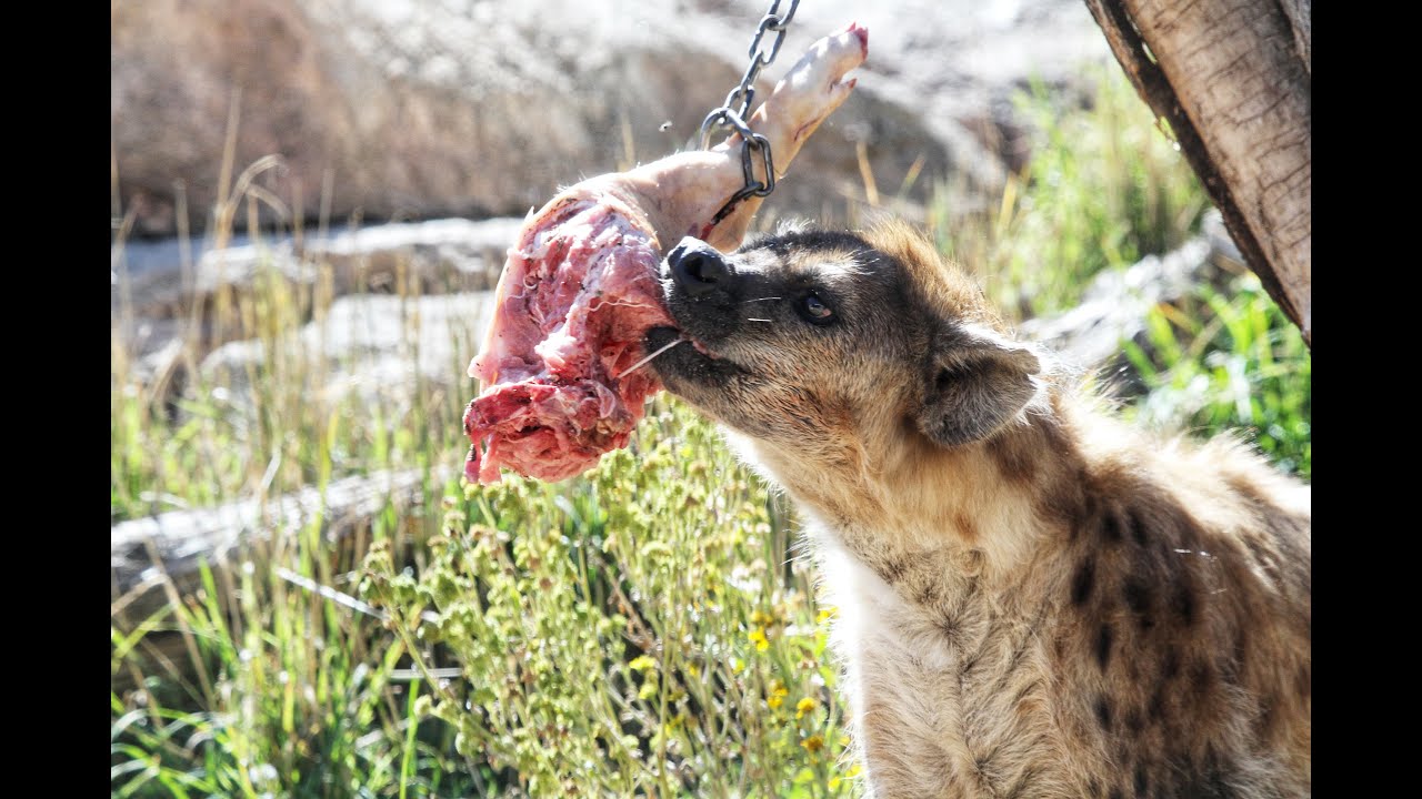 Sooper Foods Spotlight: Spotted Hyena