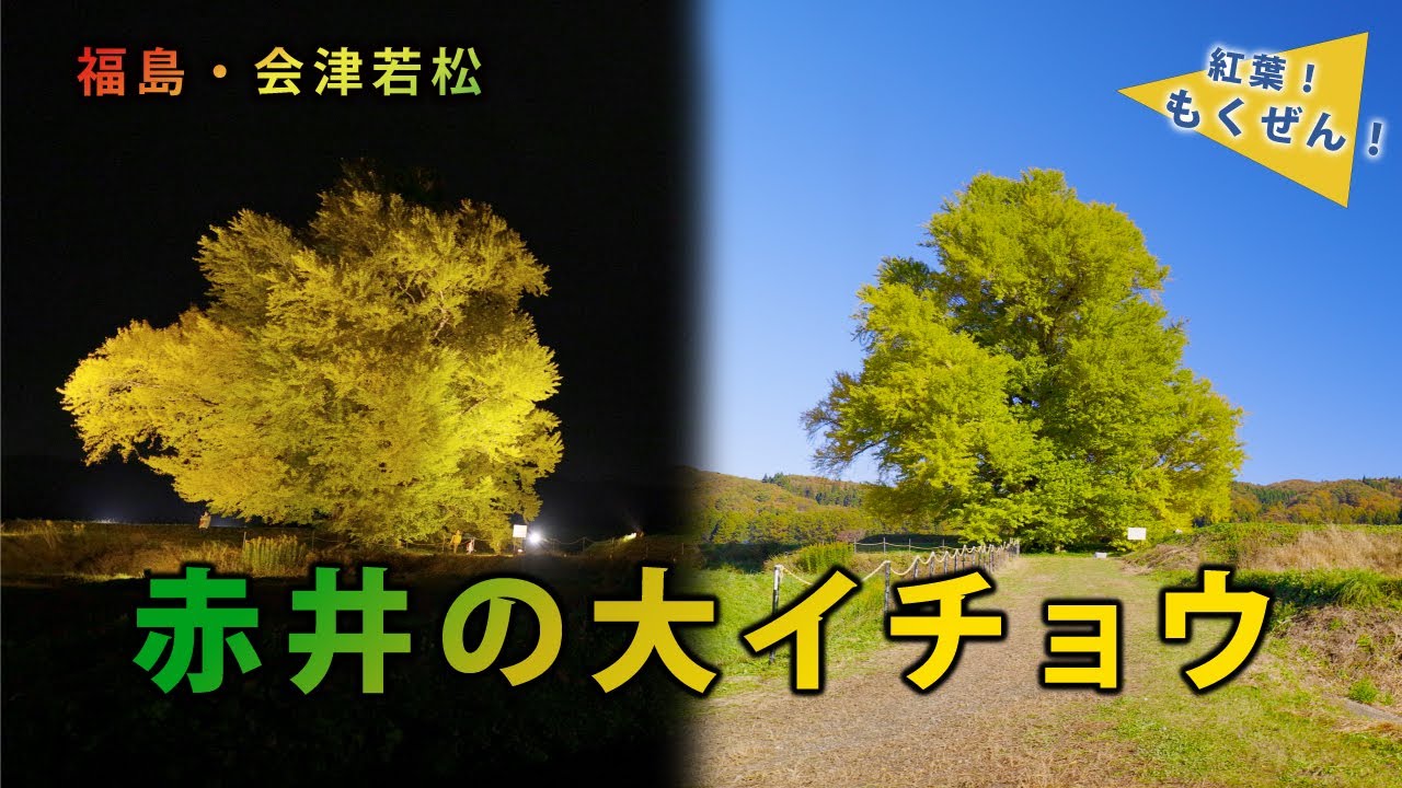 紅葉シリーズ　福島県 会津若松市　赤井の大イチョウ