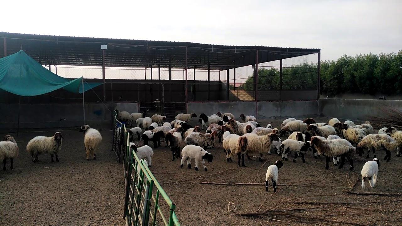 مفهوم الدفع الغذائي وكيفيه حسابها بالظبط