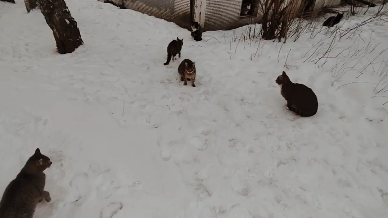I feed hungry cats on a cold winter day