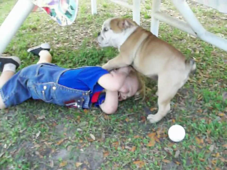 2½ Year Old Cooper & Bailey The English Bulldog Puppy Romp & Roll Around on Easter @ 32 Months