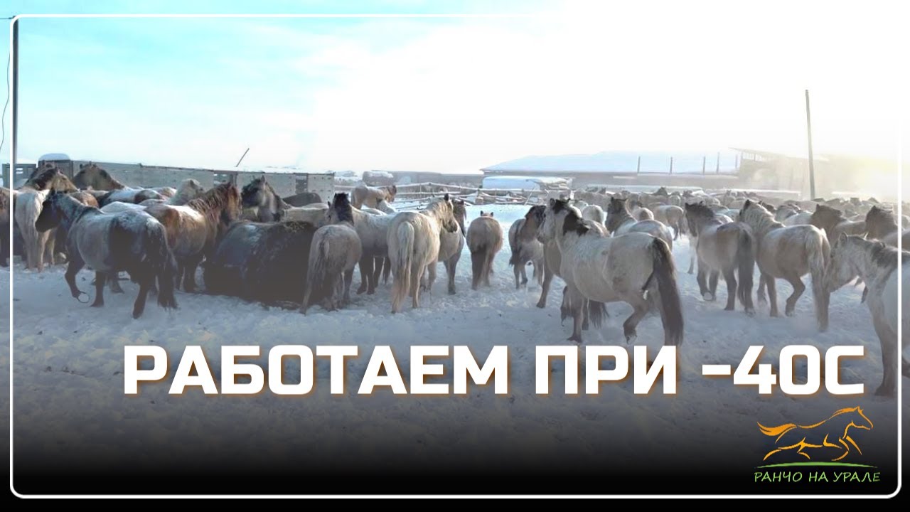 Ранчо на Урале. Перегнали табун лошадей в хозяйство/ Мороз жгёт но работать надо/ Будни фермера