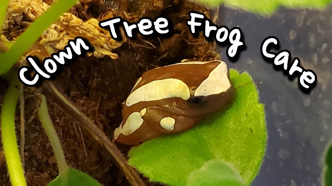 Basic Clown Tree Frog Care Guide // How I Care For My Frogs //