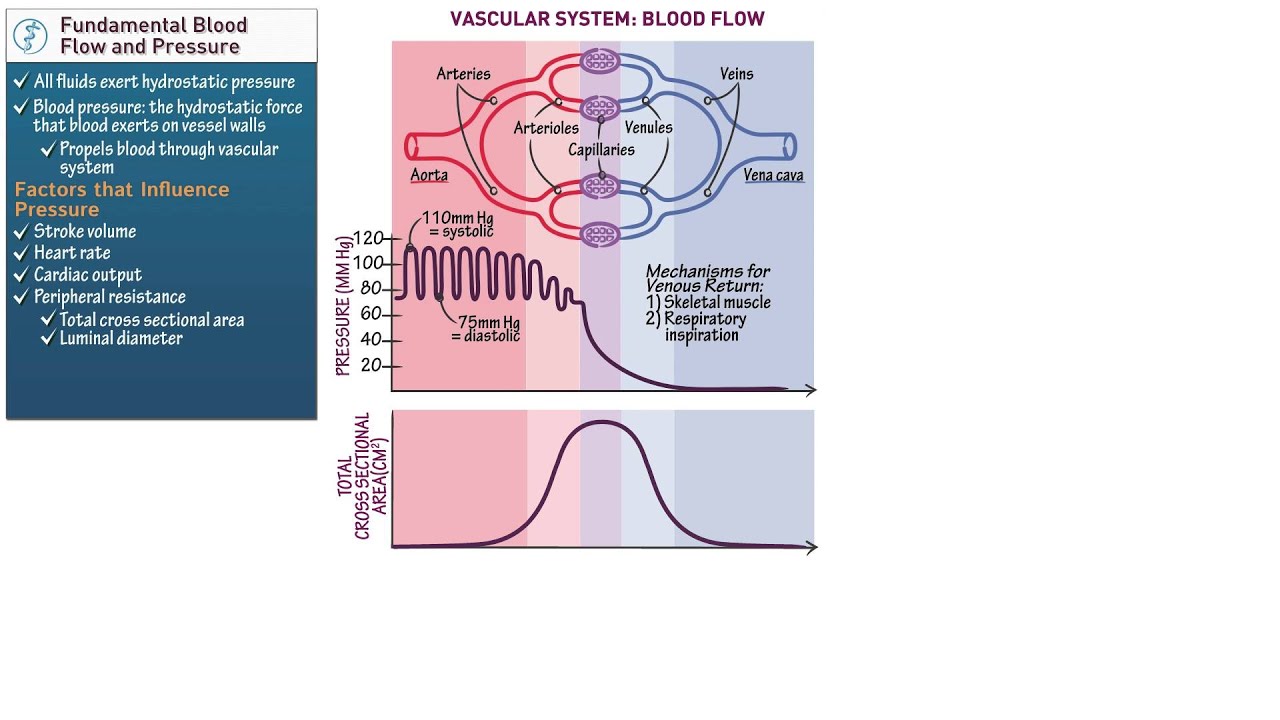 Anatomy and Physiology: Blood Flow and Pressure