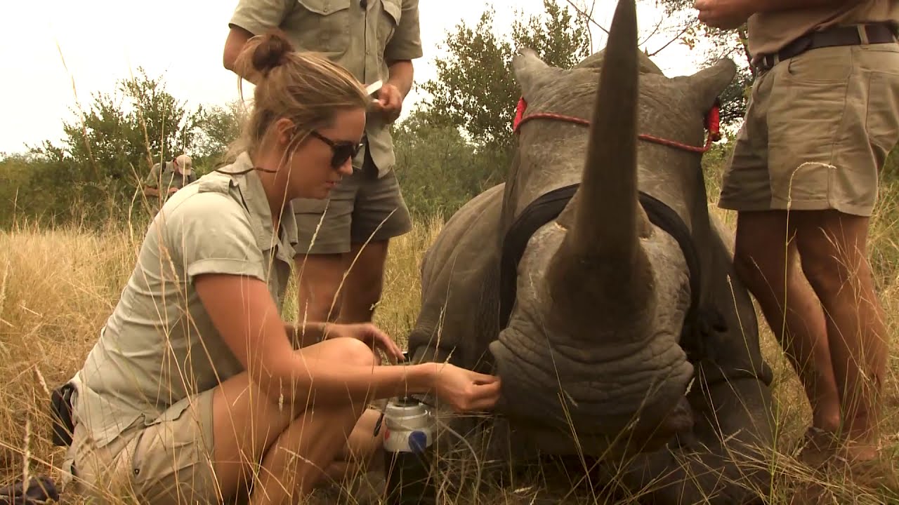 Balule - Rhino dehorning