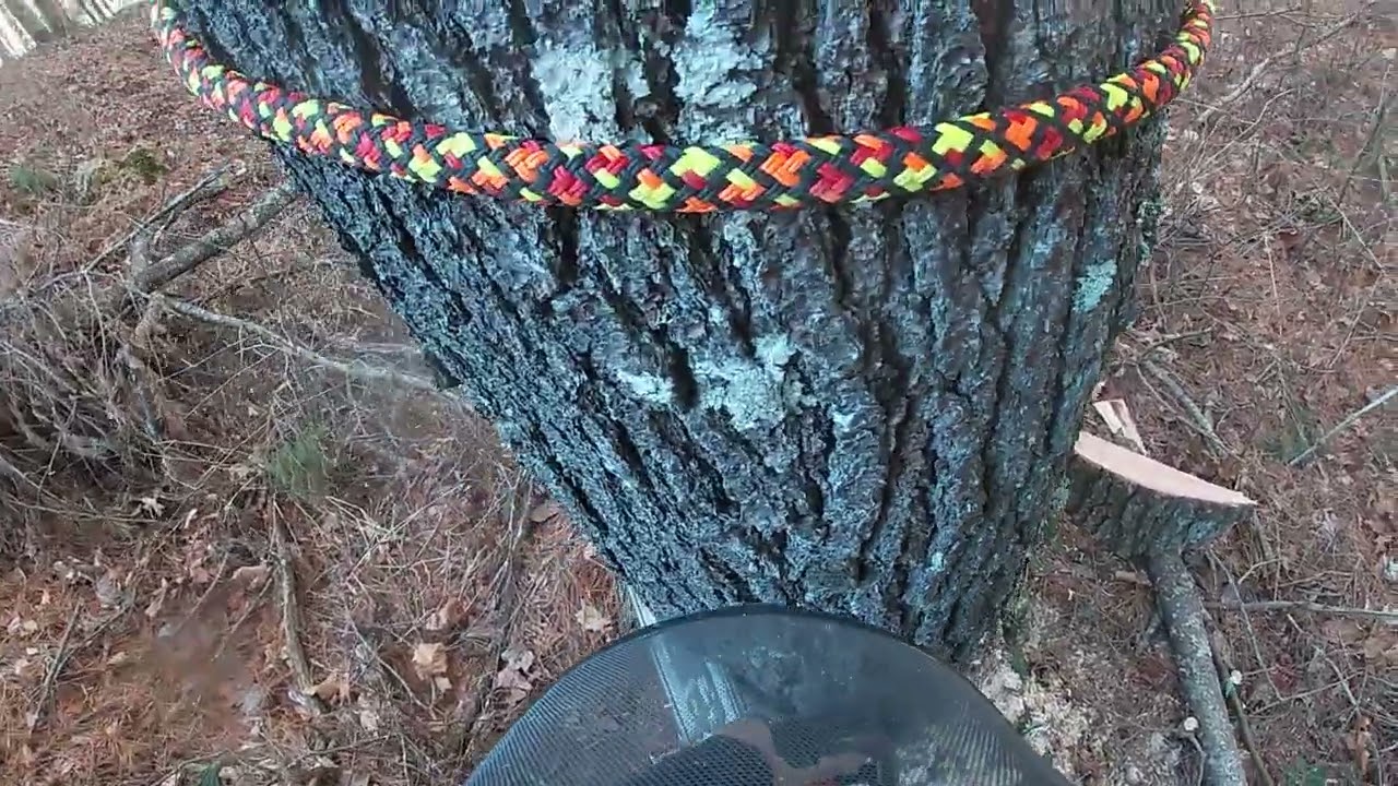 90’ white pine!!!!! Threading the needle!!!!!