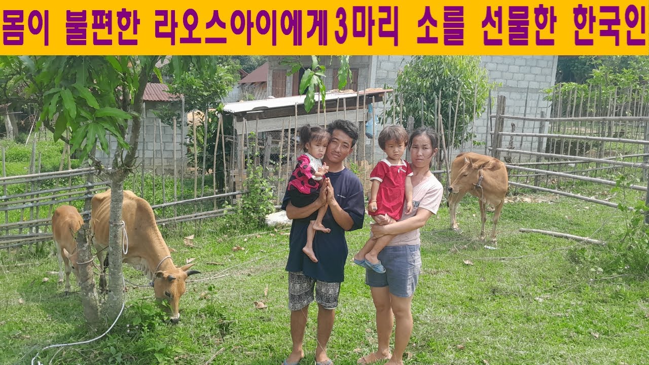 빠꾸집(18):장애를 가진 몽족아이에게 3마리의 소를 후원한 한국인(오해마님 후원, feat:라오스 소 구입)