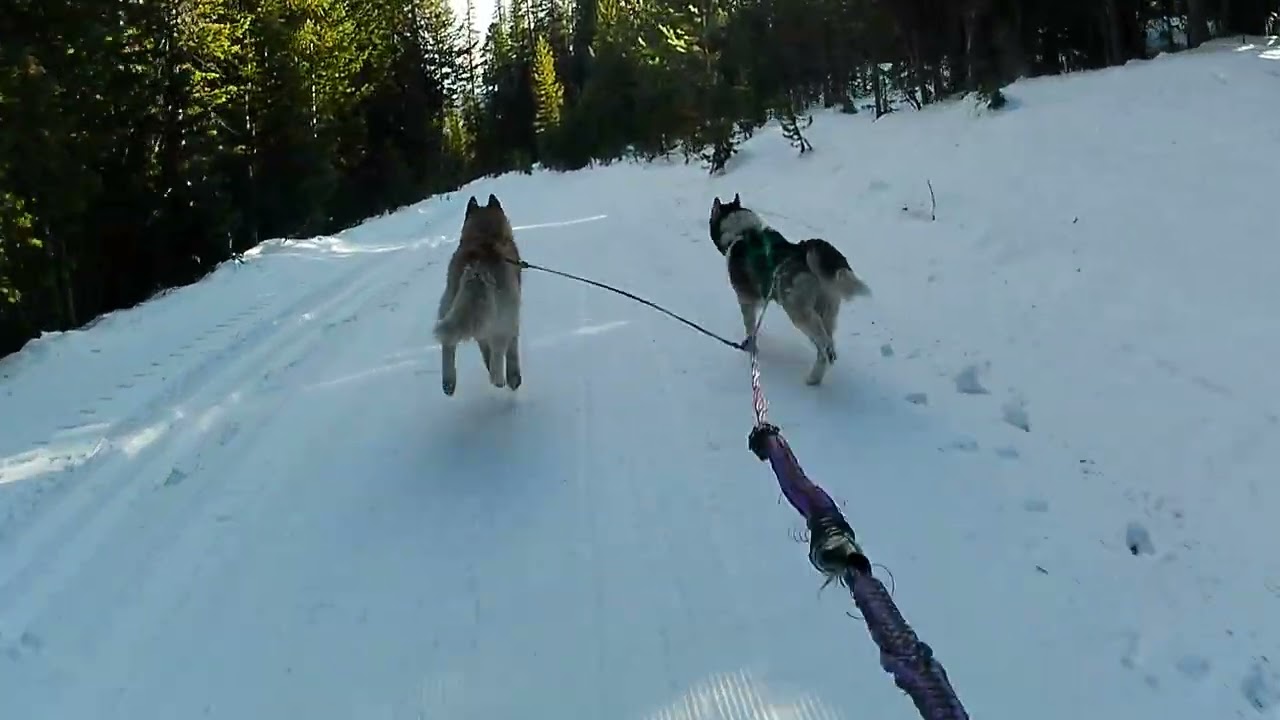 Loose Dog Skijor Obstacle