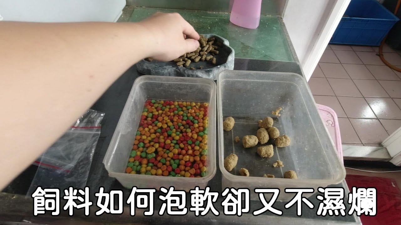 輕鬆養陸龜EP5 陸龜飼料到底該怎麼泡??【簡單養好陸龜】