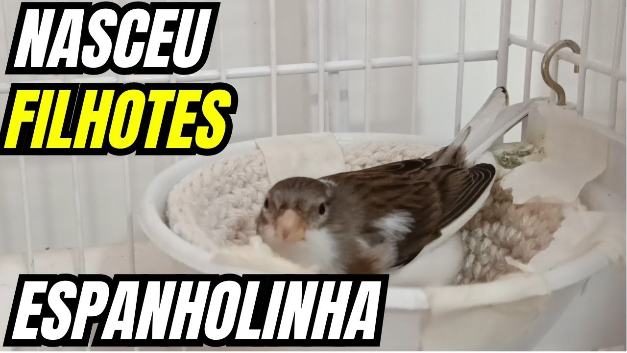 RACA ESPANHOLA, esses canários  são incríveis