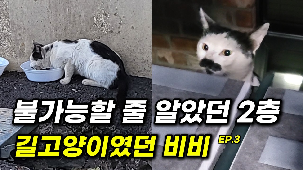 [비비이야기 EP.3] 길고양이였던 비비 정원에서 2층 테라스에 올라오기까지