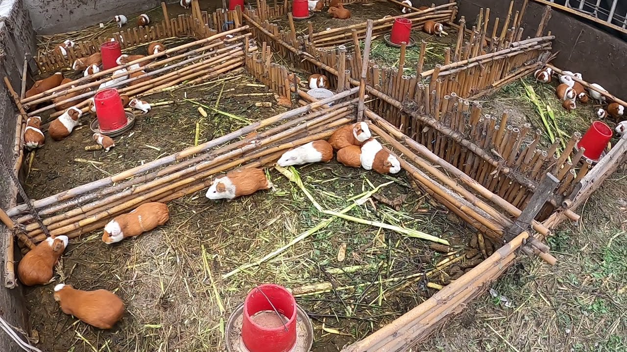 A look at a Guinea pig farm in Barranca Peru