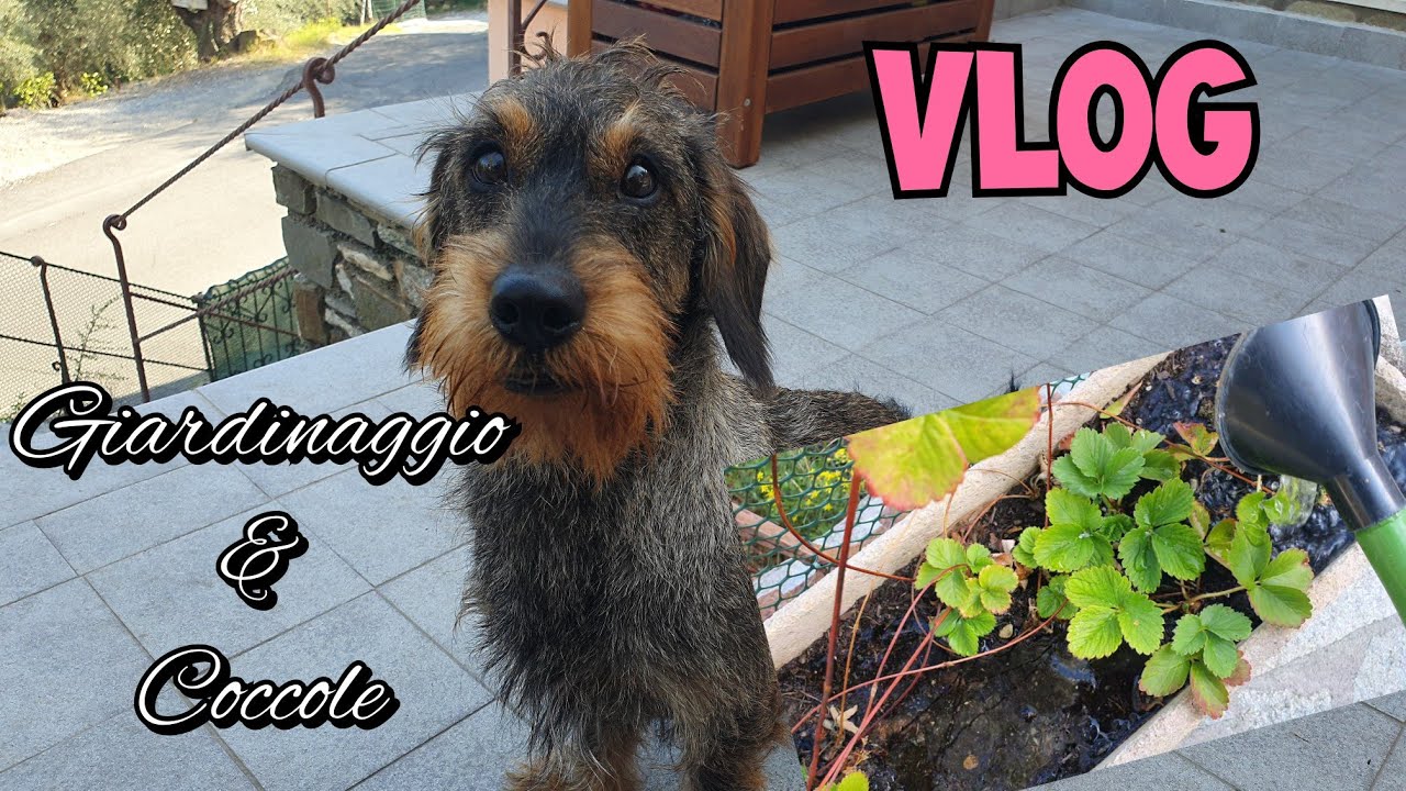 VLOG COCCOLE BIAGIO E GIARDINAGGIO||non tanto ASMR (video wild)