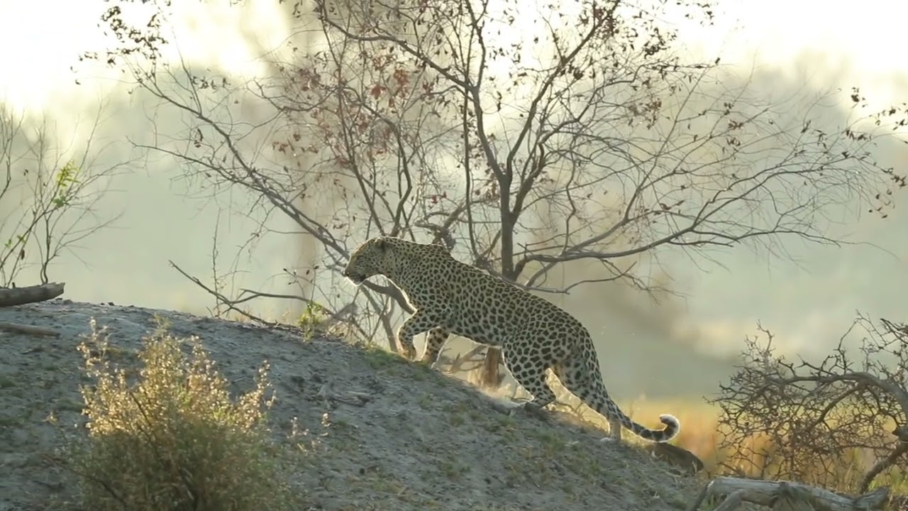 Gondwana Tours & Safaris - Kanana